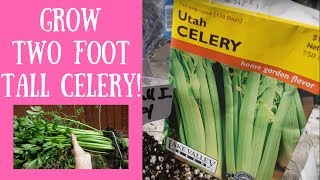 Growing Celery Seedlings By Starting in Jugs - Two Foot Tall Celery - How Many Seeds To Sow Series