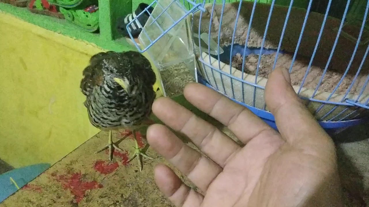 Tips untuk menjinakkan puyuh liar