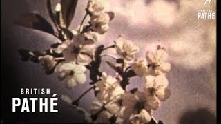 Spring Flowers (1970-1979)