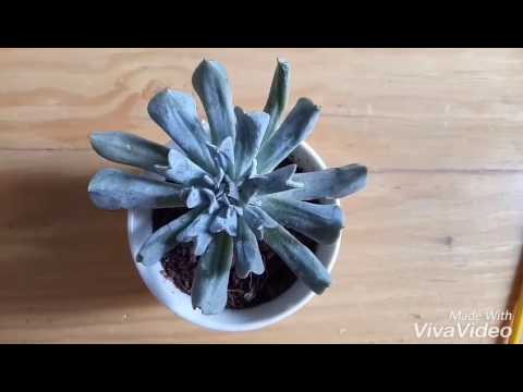 Video: Steinblomst Av Echeveria. Dyrking, Stell, Reproduksjon. Et Foto