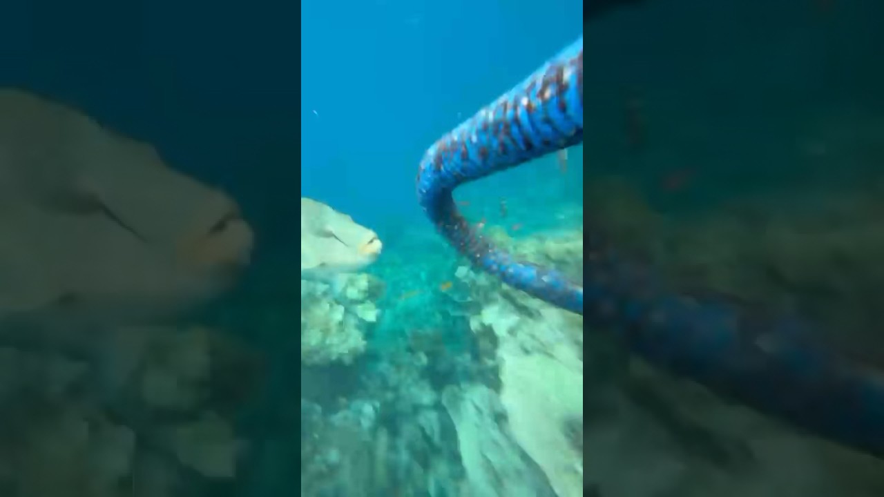 HUGE Egyptian Fish 😳🐠 