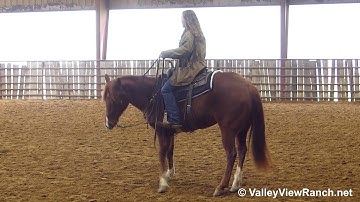 Flotallic - Gorgeous jog, lope-offs, turn, stops! - ValleyViewRanch.net