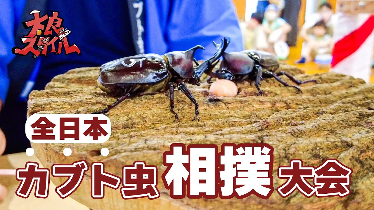 【カブト虫相撲】まるで大相撲！？カブト虫が土俵で大熱戦-佐賀県太良町-