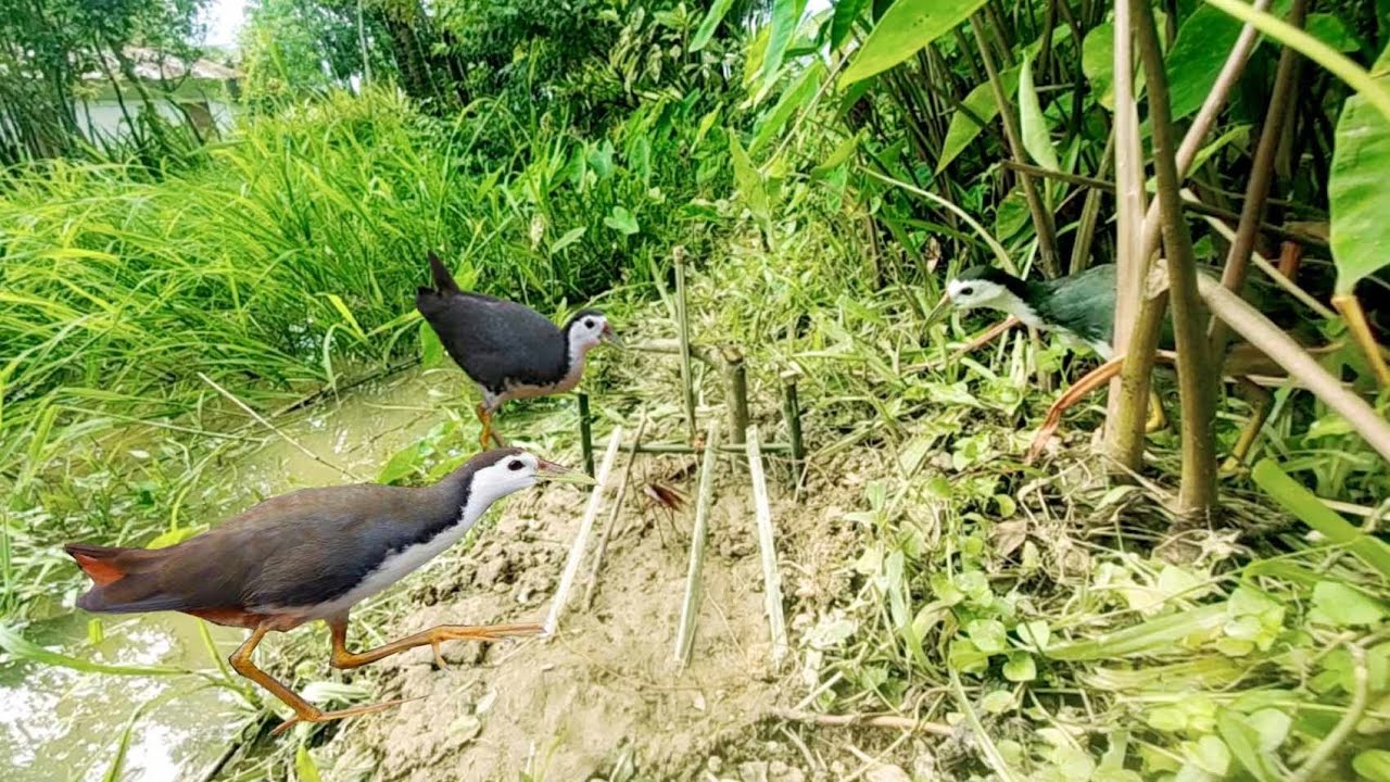 How To Make Bird Trap For Survival | How To Make Primitive Trap # ...