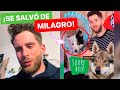 Perro lobo checo casi acaba con la vida de skadi  sobrevivi de milagro  skadi  thomi