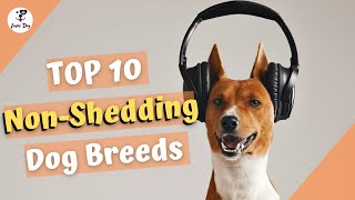 Top 10 Non Shedding Dog Breeds - Hypoallergenic by luver dog 1,495 views 3 years ago 4 minutes, 39 seconds