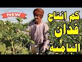 كم يبلغ انتاج فدان زراعة البامية كم يبلغ انتاج فدان زراعة البامية
