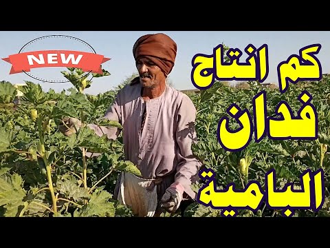 كم يبلغ انتاج فدان زراعة البامية