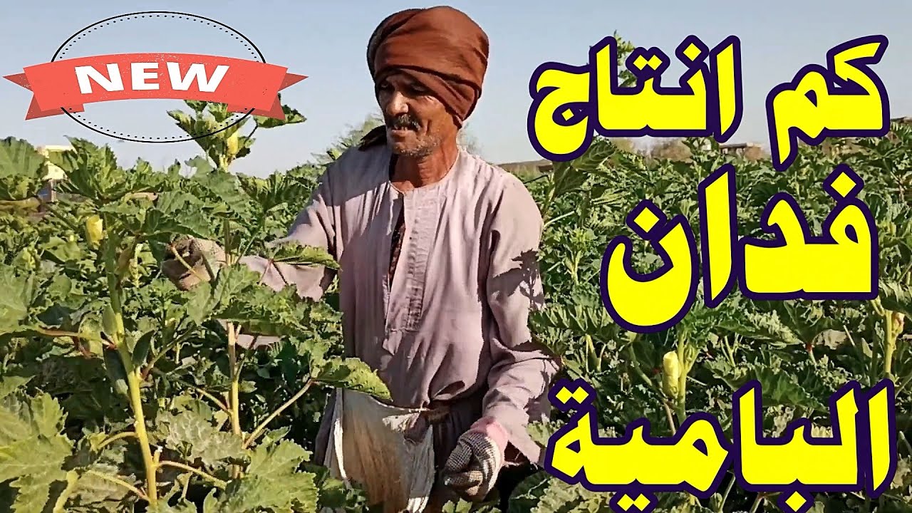 كم يبلغ انتاج فدان  زراعة البامية ؟
