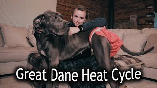 Great Dane Heat Cycle