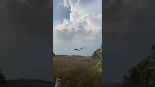 Osprey Release