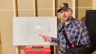 Fixing A Calfs Broken Leg