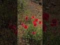 Red Flowers in Nature 🌺🔥 Stunning View