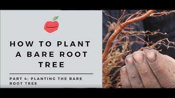 How to Plant a Fruit Tree: Planting a Bare Root Tree