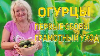 Огурцы 🥒 🥒 🥒  Первые сборы и грамотный уход !