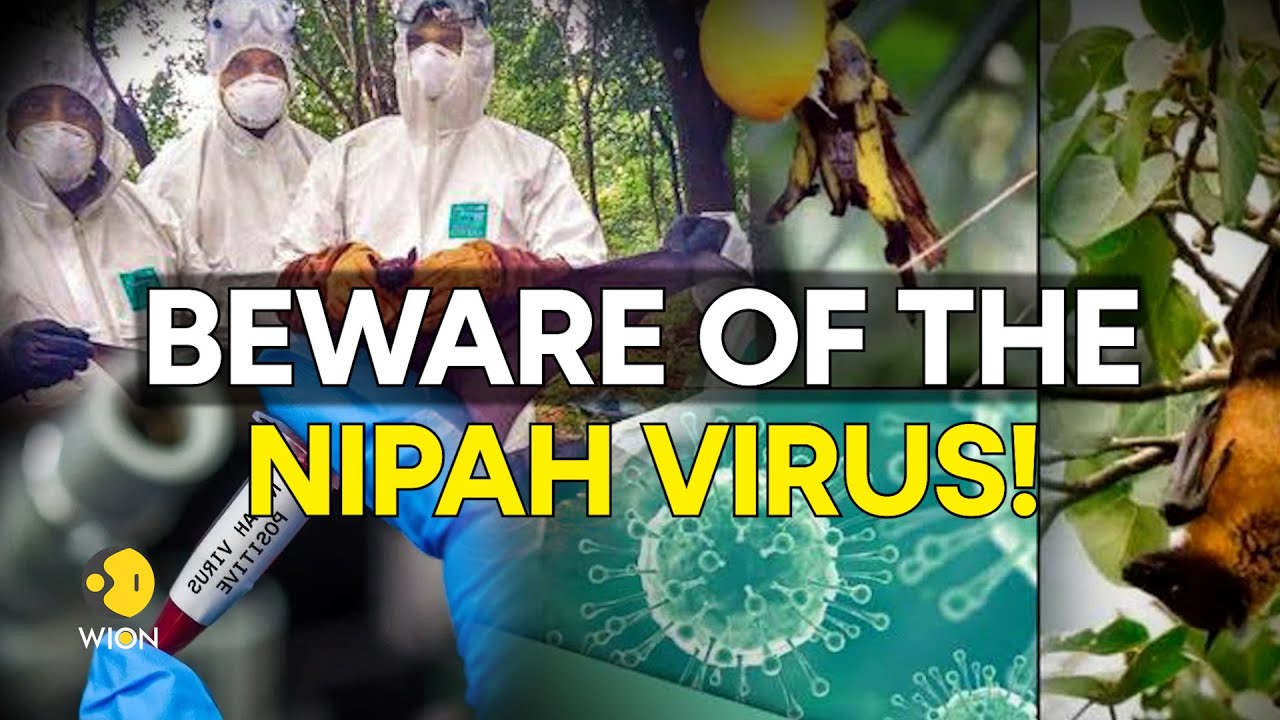 Nipah virus: What are the symptoms, precautions & treatment for the deadly virus? | WION Origina