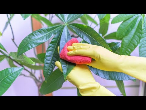 Video: Cómo Blanquear Plantas