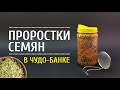 ПРОРОСТКИ В ЧУДО БАНКЕ от проекта СЕЕМ СЕМЕНА