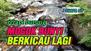 Burung mogok bunyi langsung berkicau, suara air untuk terapi semua jenis burung