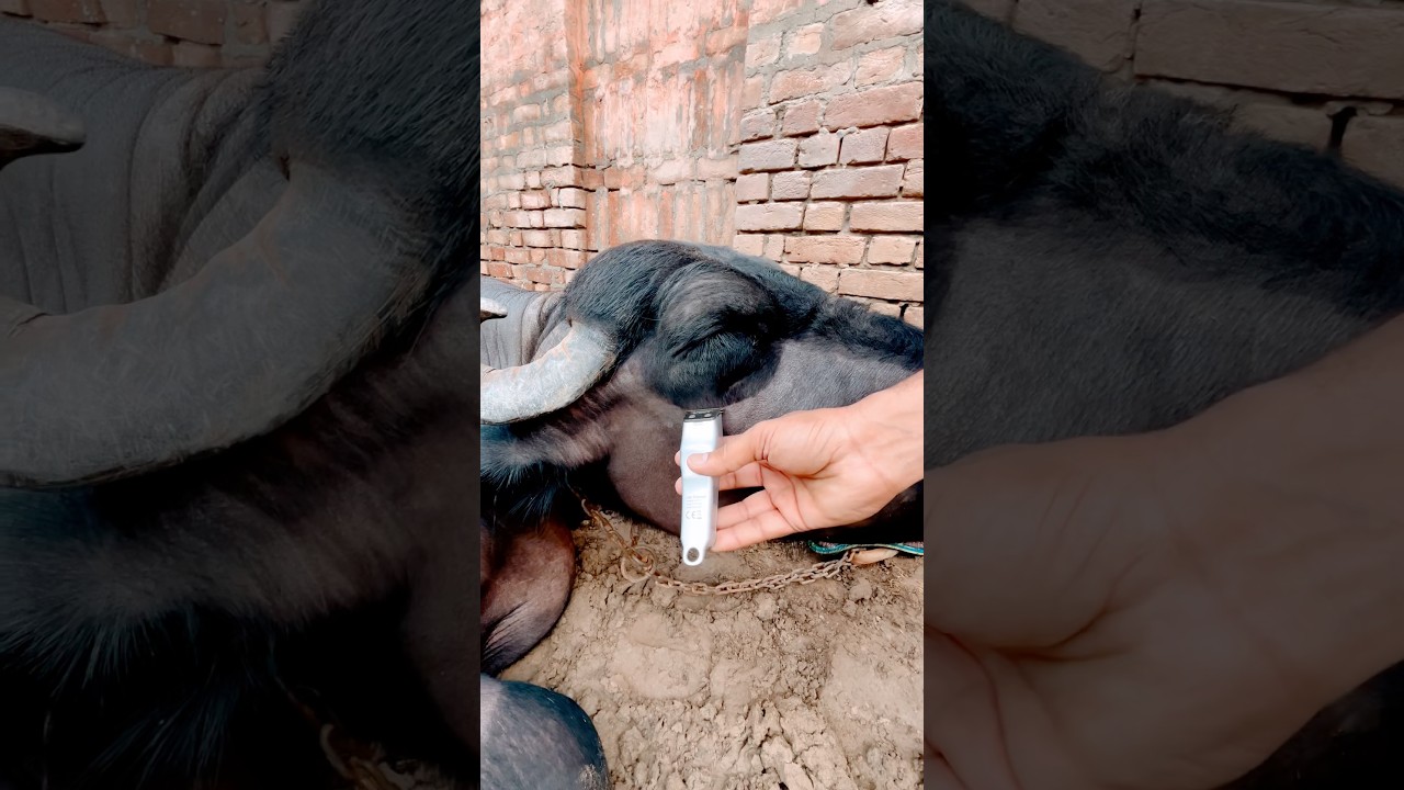 90 S Hindi Songs Sham Bhi Khoob Hai Pass Mahbub Ki Jindagi Ke Liye Ho Hindi Songll Confirmation - Hindi Status Tube