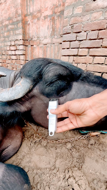 Yaari (Official Video) Masoom Sharma | Rohit Lamba, Vinay Yadav | New Haryanvi Songs #shorts #song