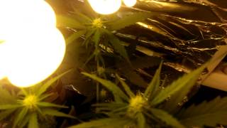 Royal Bluematic Quick One Low Budget Grow