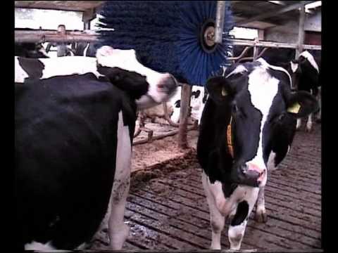 Video: Govju Simulators Veidots Dievišķībai: Oriģināls Grēks
