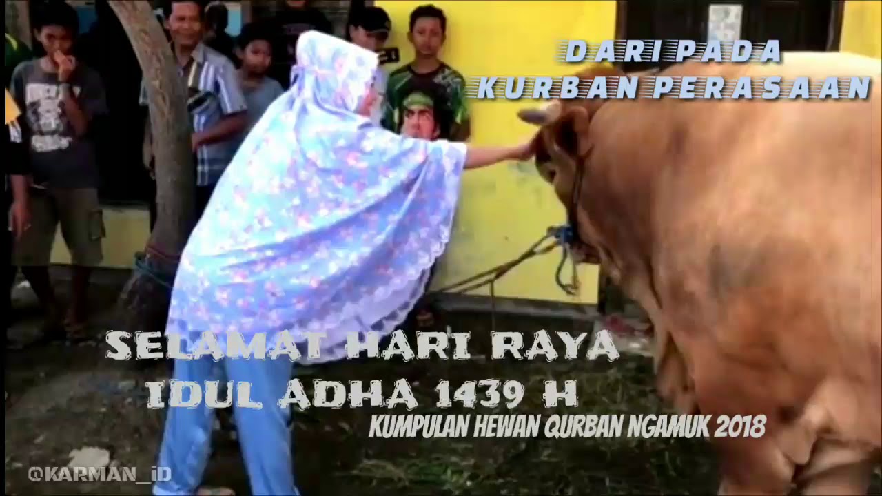 HARI RAYA IDUL ADHA 1439 H KUMPULAN VIDIO HEWAN KURBAN NGAMUK 2018