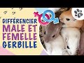 Diffrencier gerbille mle et femelle bbs et adultes