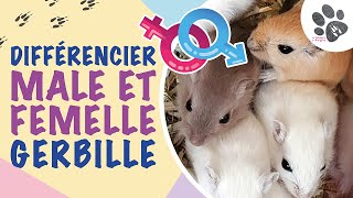 Différencier Gerbille Mâle Et Femelle Bébés Et Adultes