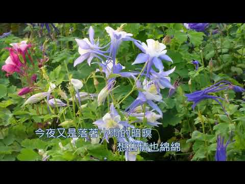 舊情也綿綿 音樂磁場