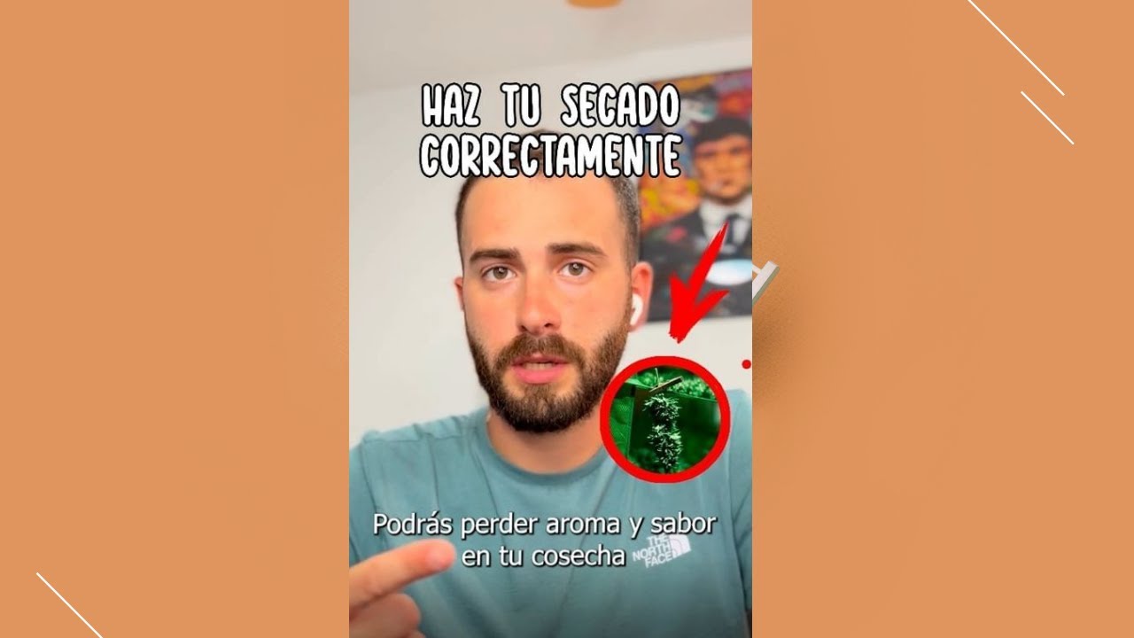 Haz ESTO si quieres SECAR correctamente tus flores de Cannabis