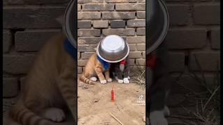 Funny cats #petsandbabies #pets