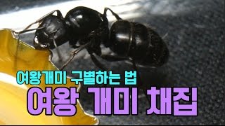 여왕개미 쉽게 잡아보자! - 일개미와 다른점은?