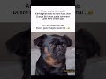 Karza_Gharwale #funny #instareels #pets