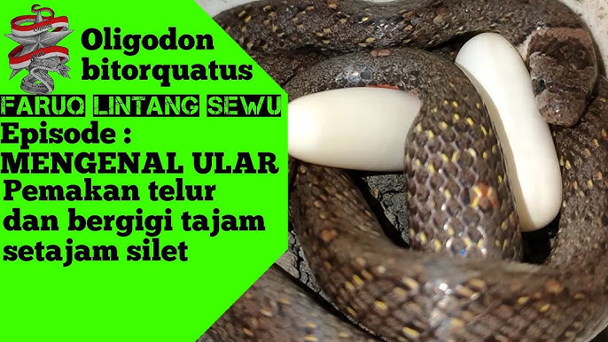 Ular mushuk va kokrakni sorishadi