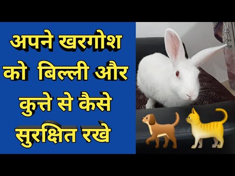 Khargosh ko billi kutte se kaise bachaye सुरक्षित रखे || How to protect rabbit from cats and dogs