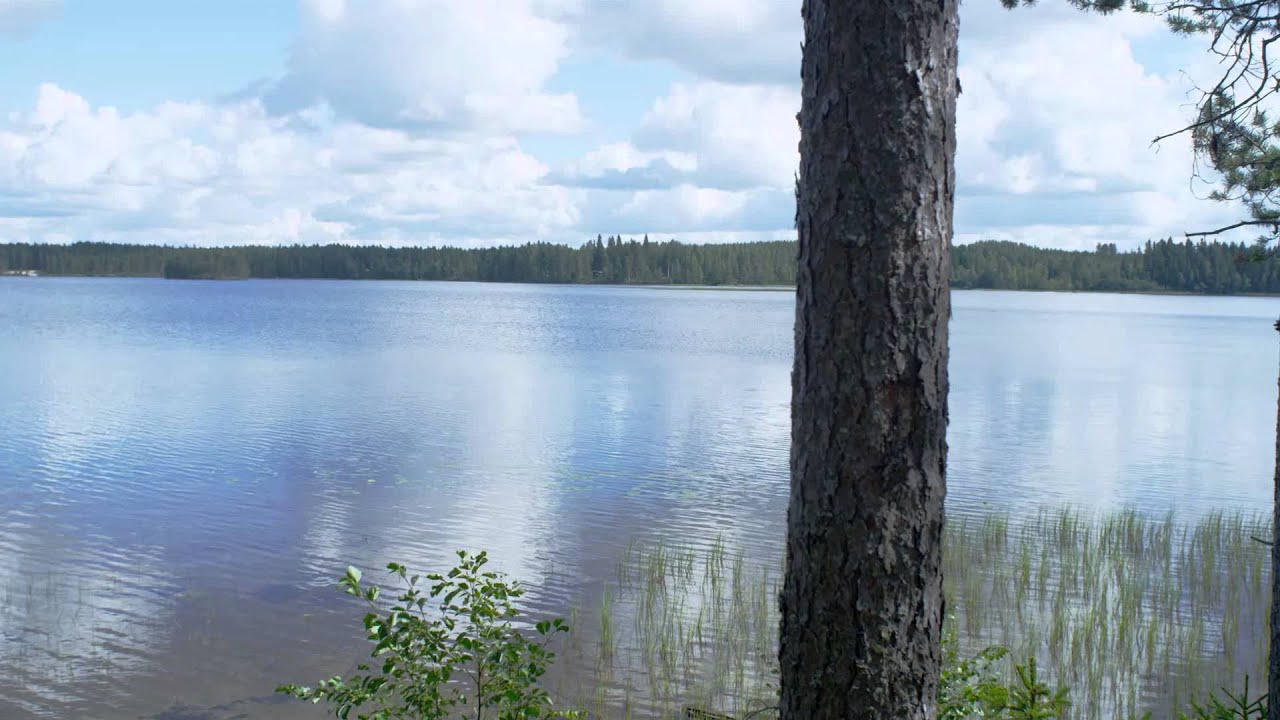 UPM Bonvesta Lapinlahti Syvä-Kankainen