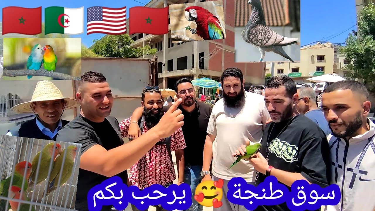 سوق طنجة يرحب بكم بجميع🇲🇦 مستلزمات حيونات🥰 بأتمنة رائعة وجودة عالية ومرحبا بإفتتاح سوق طنجة🐦 من جديد