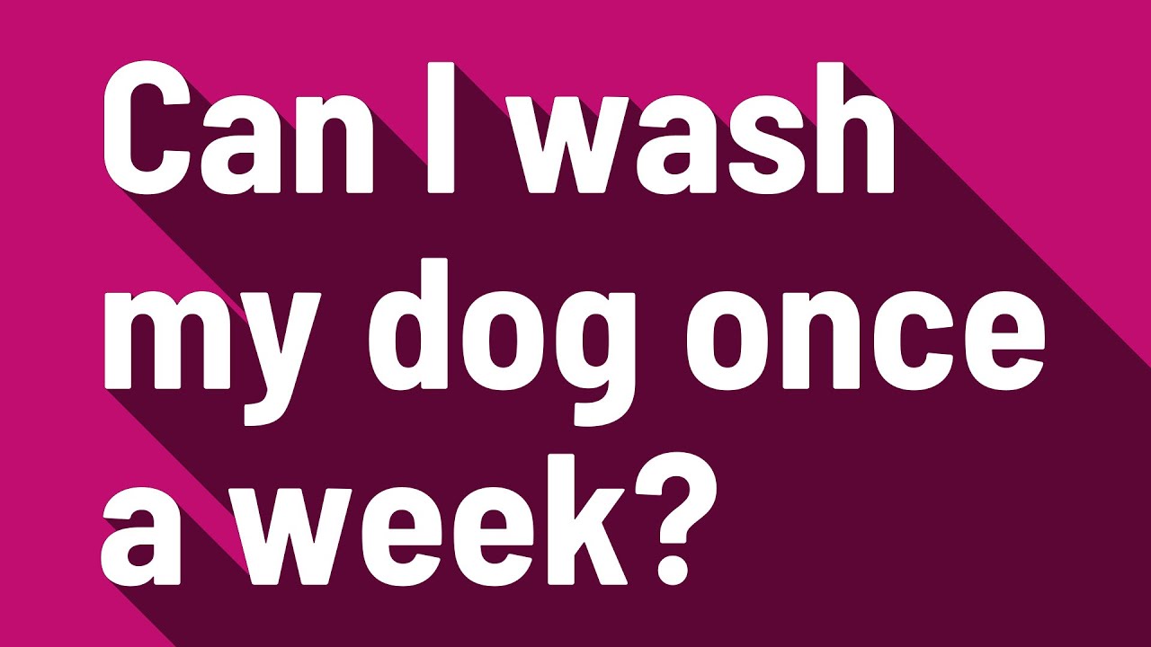 Can I wash my dog once a week? YouTube