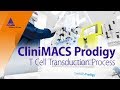 Automated CAR T cell manufacturing