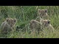 SafariLive Jan 30 - Cuteness overload!  Lion cubbies all over the place!