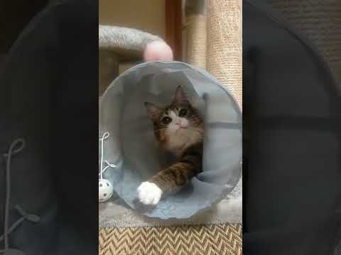 はなちゃんマイブーム#cat #shorts #ねこのいる生活 ＃猫の遊び