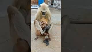 ମଙକଡMankadmonkeyrd Style Vlogs