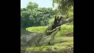 🔥🔥🔥Жееесть🔥🔥🔥  Крокодил Съел Девушку Целиком И Заживо.