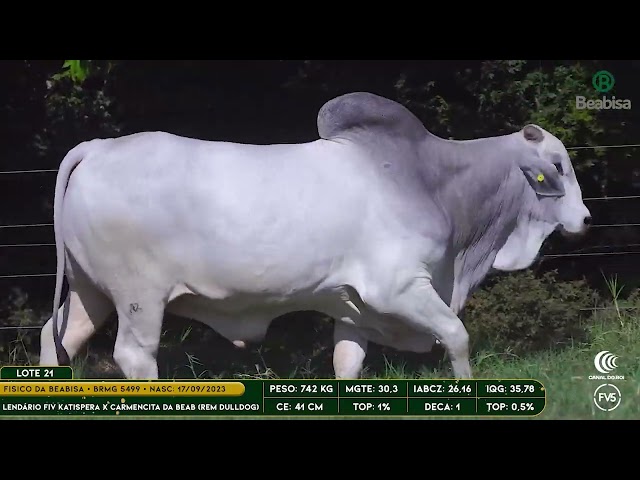 Lote 21   Leilão Genética Top Beabisa