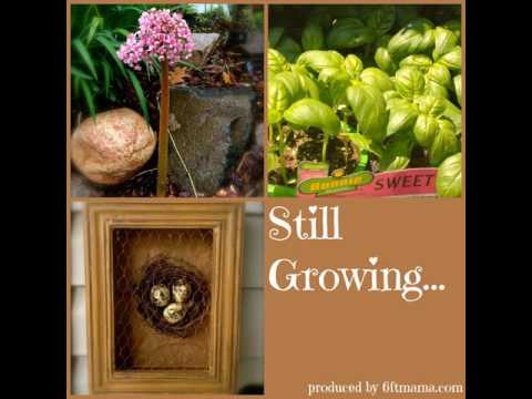 Video: Cos'è il Siam Queen Basil – Suggerimenti per coltivare una pianta Siam Basil Queen