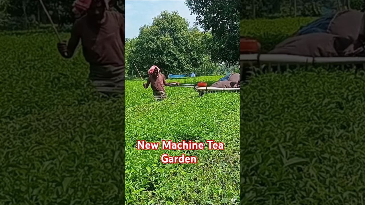 Tea Cutting Machine 