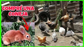 CONEJITOS corretean por todo el gallinero...Mi CONEJA LULÚ es la nueva integrante🐰