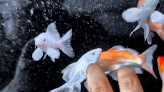 Koi Butterfly Longbody Vietnam Koi Slayer Kumpay Tercantik Viral Pesona Koi Butterfly